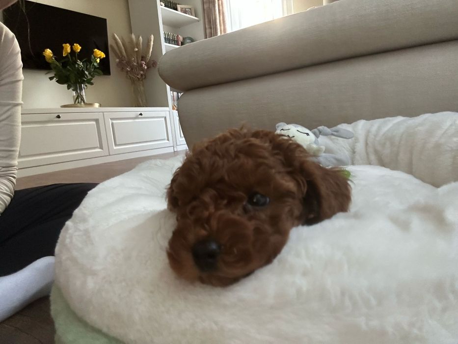 Catelus Pudel toy red (roscat)