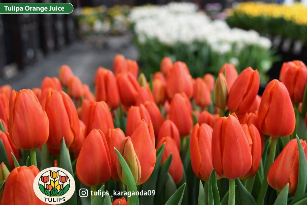 Оптом тюльпаны Голландия