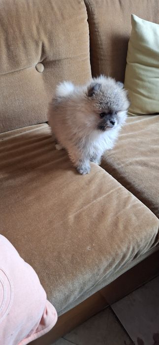 Мини  Померанчее