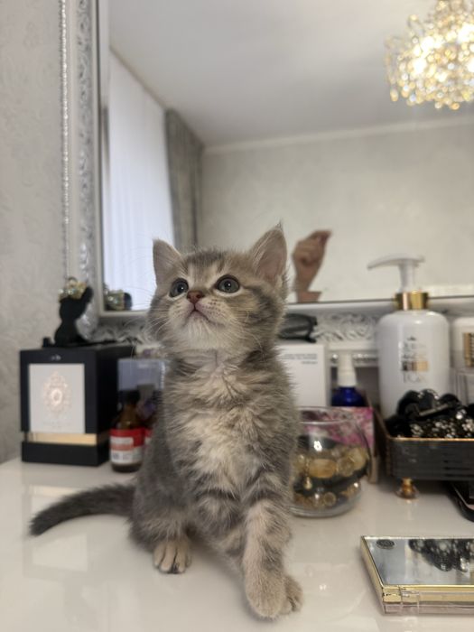 Шотландский котенок 2мес