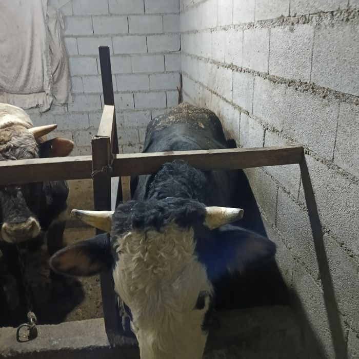 Продам 3 быка  стоят на откорме