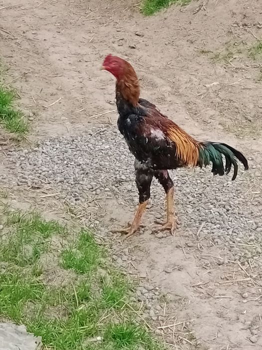 Дакан қораз сатылады