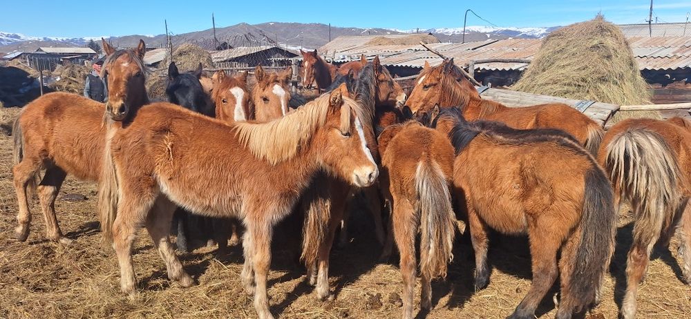 Продам годовалых кобылешек