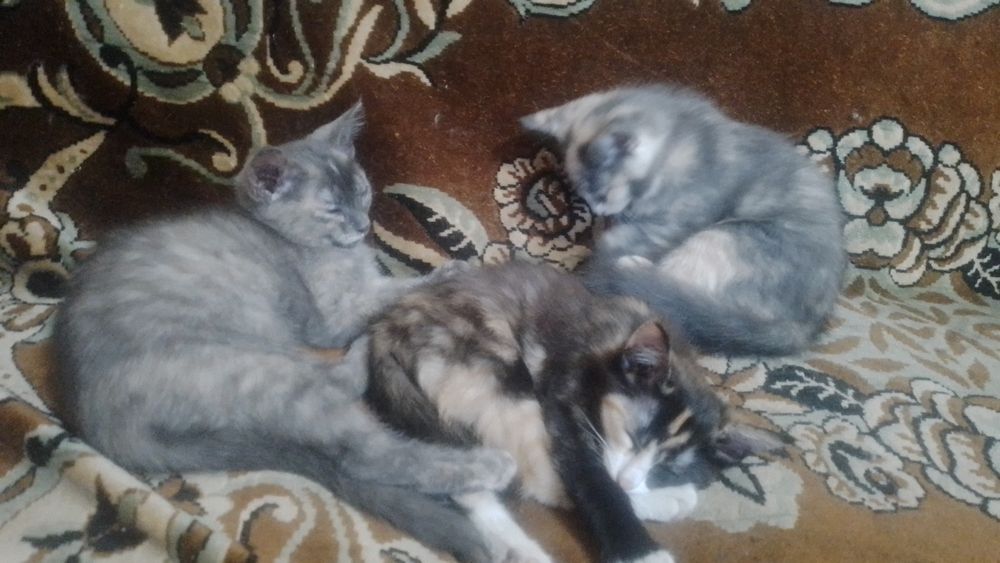 Котята в добрые руки