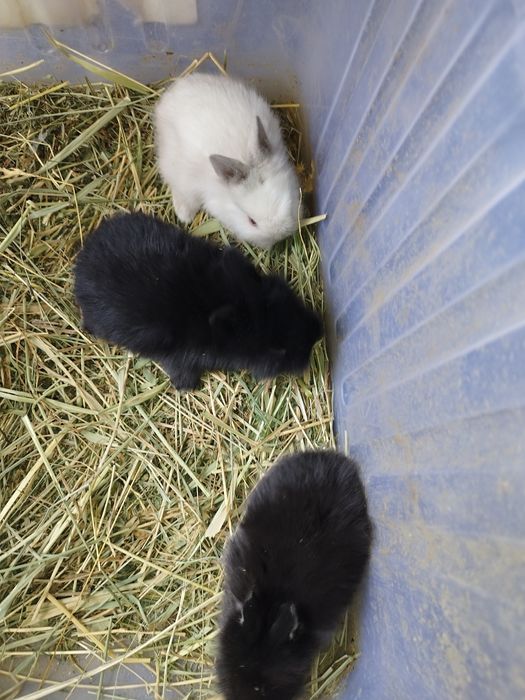 Кролики декоративные