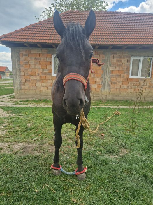 Vând manză de 1 an si 8 luni