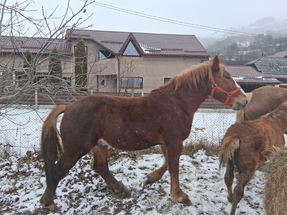 Armăsar de 3ani de vânzare