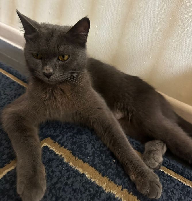 Отдам кошку, котят
