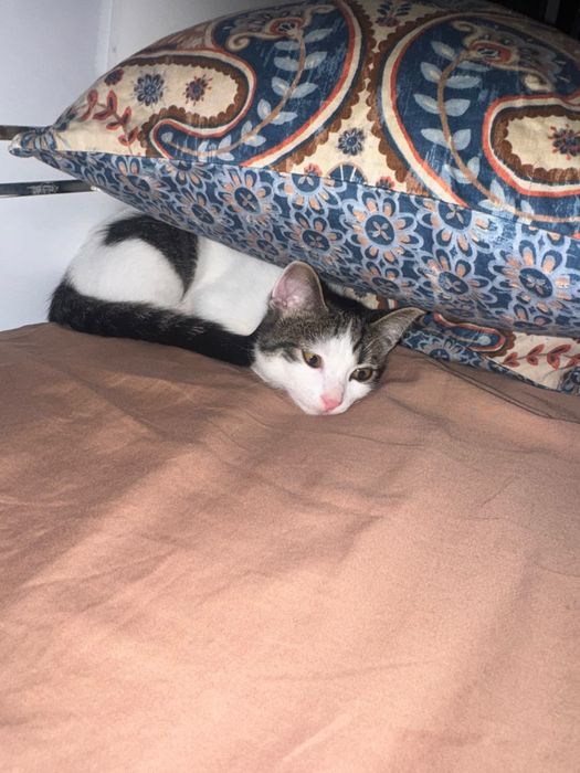 Котенок в добрые руки