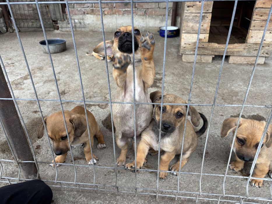 Donez cățeluși adorabili