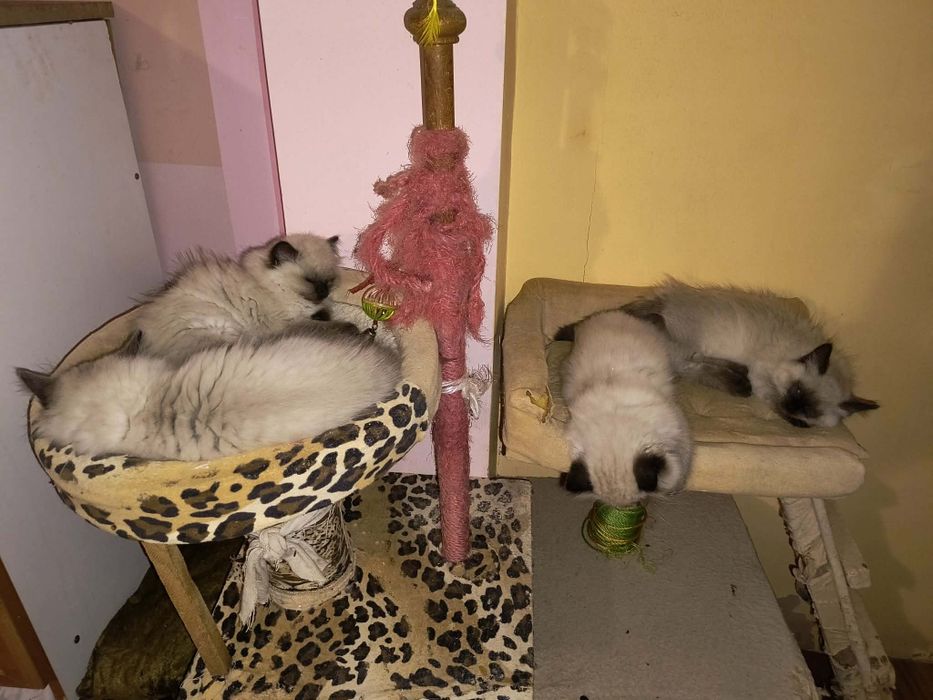 Котета Регдол / Ragdoll
