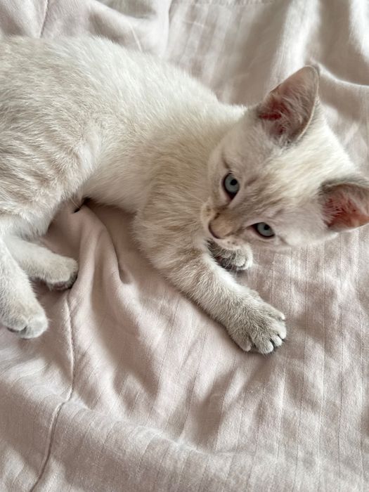 котенок домашний