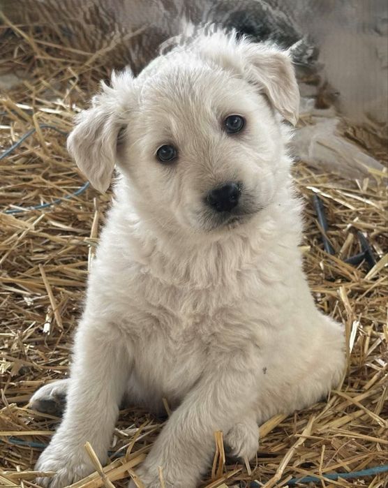 Spre adoprtie 6 pui de caine