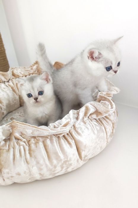 Британские котята