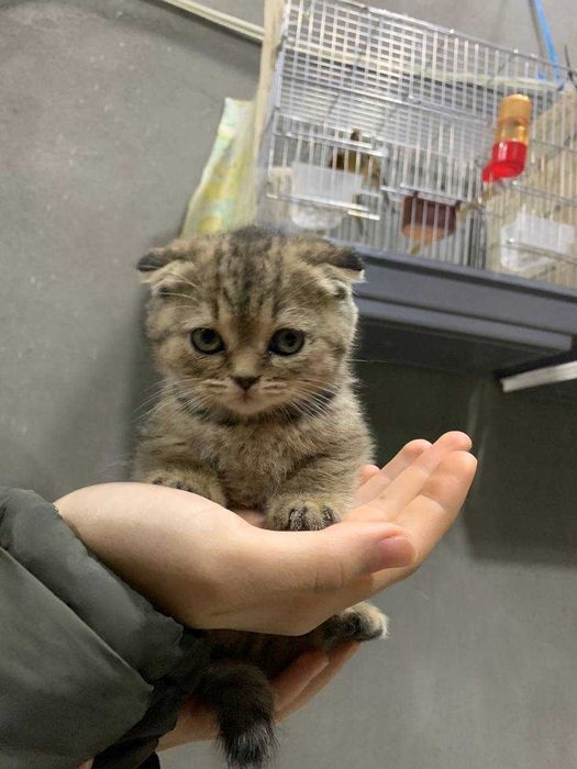 Skotsh fold sotiladi