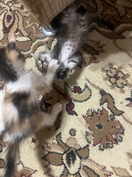 Отдам котят в хорошие руки