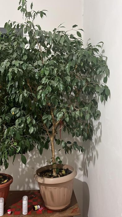 Продам фикусы Бенджамина