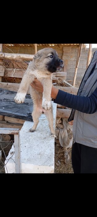 Choʻpon gidik sotiladi