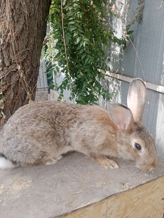 Кролики от 2 месяцев