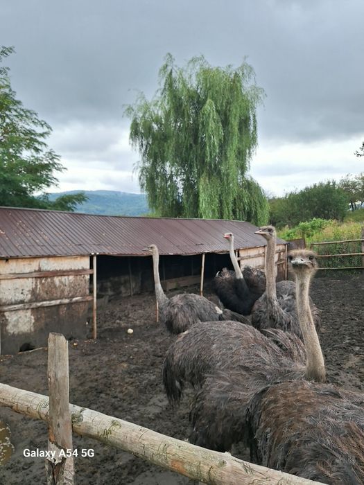 Familie de struți ouatoare de vanzare