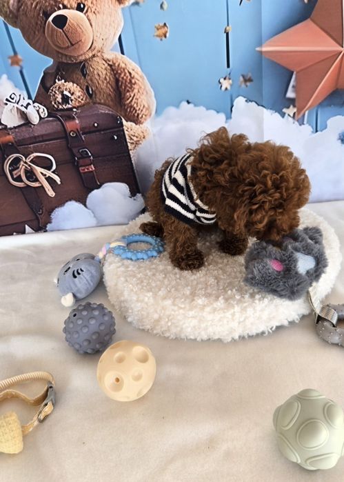 Пудел той/ пудел тийкъп с розословие