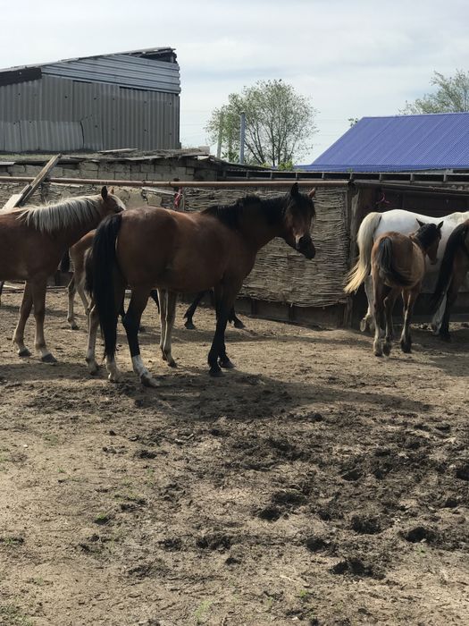 Продам кобылу жеребую