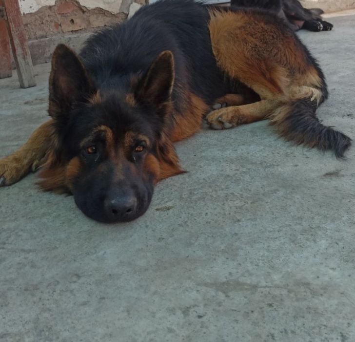 Немецкая овчарка