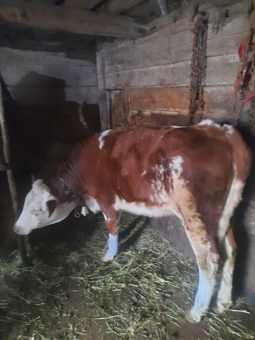 Vand 2 vitele intarcate