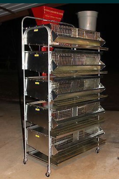 Bedana, quyon, nesushka, Broller qafas chiqaramiz