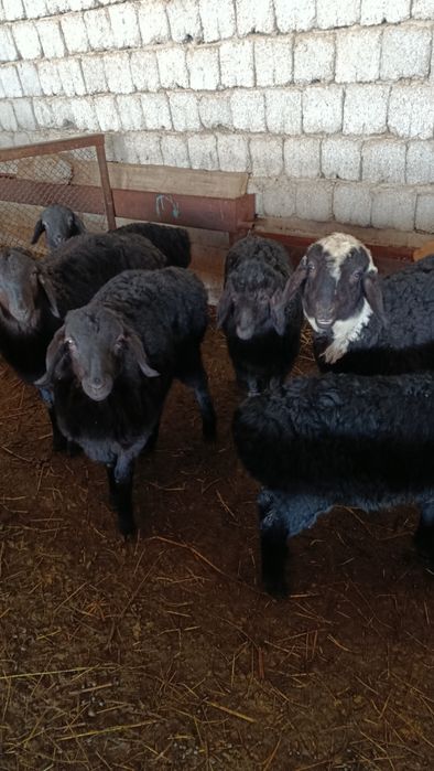 Қозылы қой баррр оптым сатылады