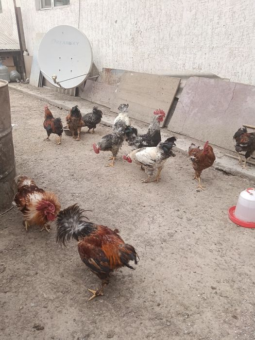 Продам молодой петухи