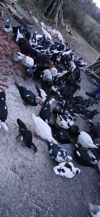 Rațe mute de vânzare, 70 lei bucata