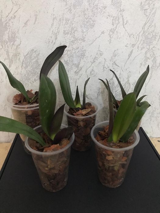 Орхидеи детки.С хорошей корневой системой.