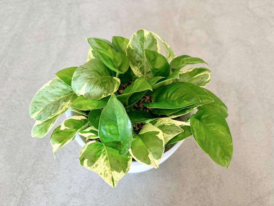 Plante Epipremnum in substrat Lechuza-pon