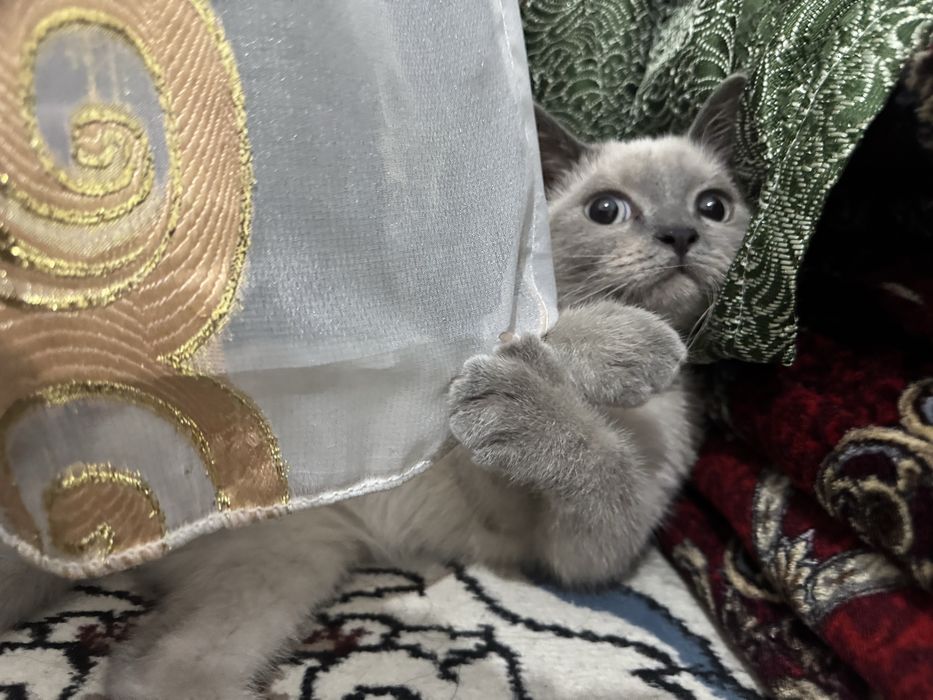 Mushuk Sotiladi srochno