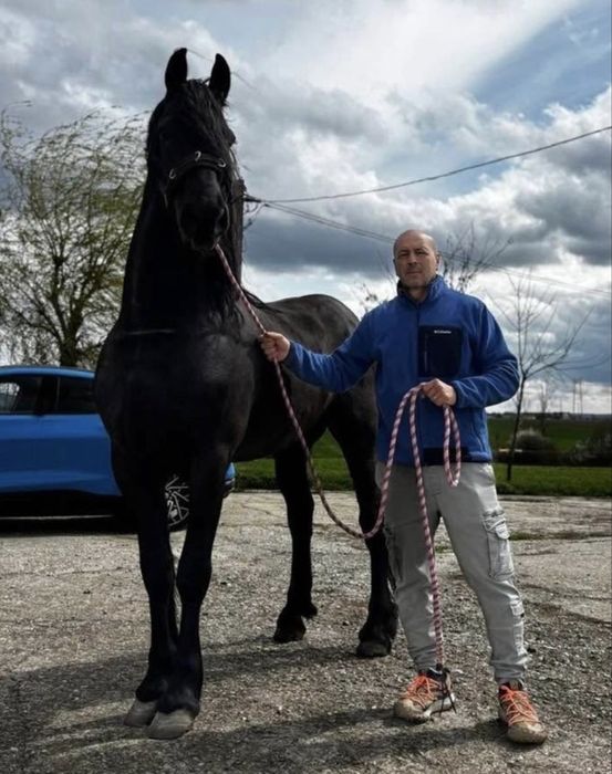 armasar friesian/friz sport