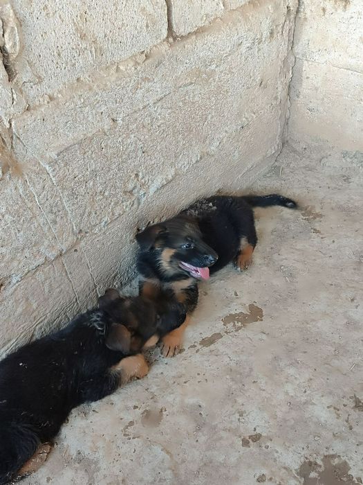 Шинки немецкой овчарки