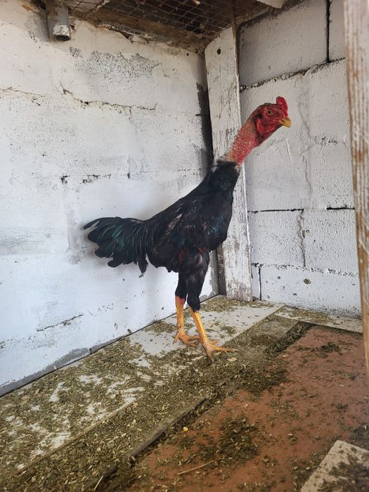 Сатамын шоже кораз 10000