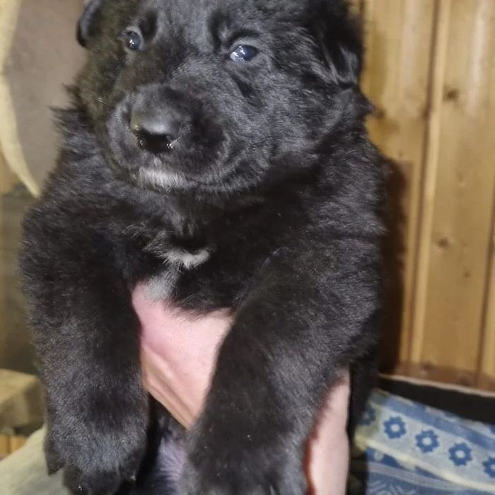 Щенки немецкой овчарки.