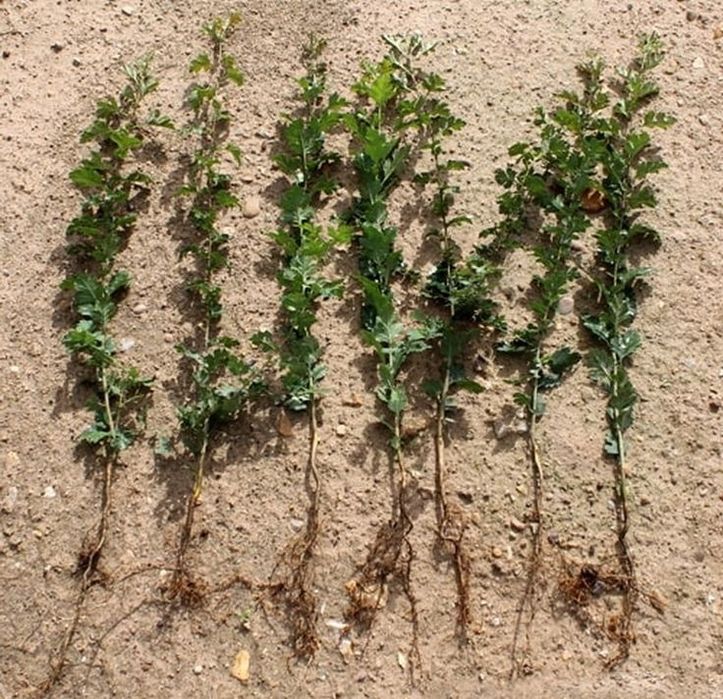 Саженцы Боярки (Боярышник)