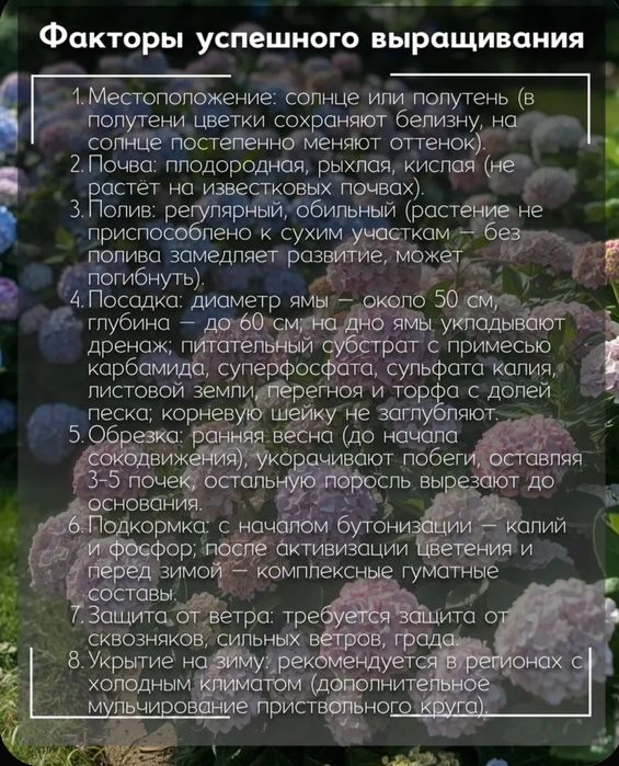 Гортензия Селекшен, саженец C2л