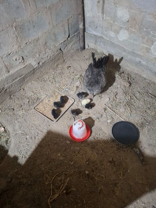 Продам домашних Кур