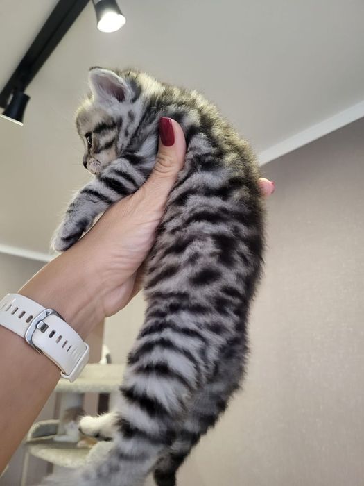 Скоттиш Фолд и Страйт.