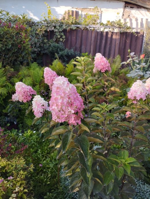 Продам многолетники