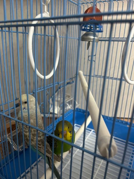 Попугай сатылады