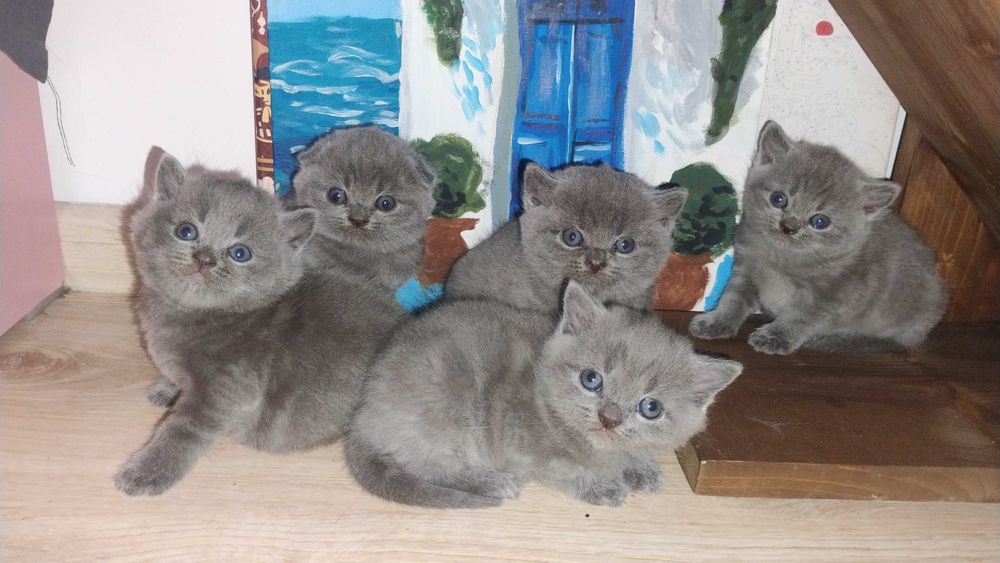 Британски късокосмести Шотландска клепоухаа