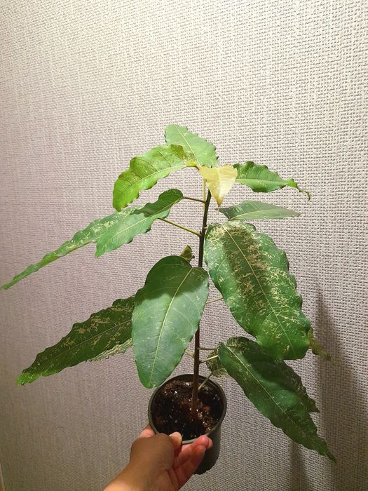 Продам Филодендрон Пинк бикини