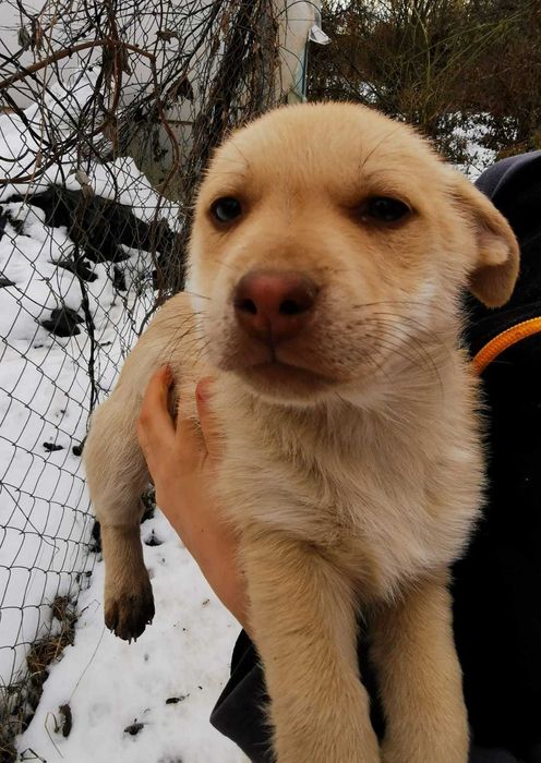 Donez cățeluși pentru vremuri bolojenești - model austeritate 2026