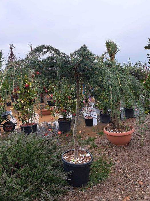 Vând tuia leylandi, palmieri, magnolie, brazi, mesteacăn, tei, fag