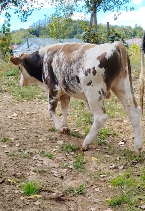 Vițel de vânzare